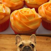 Please come and support our fundraising coffee morning at Angarrack Community Hall ..this Friday 18th December at 10am... Raffle ... Cards ...and Cupcakes .. proceeds to Meningitis Now